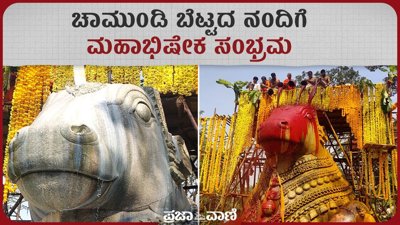ಮೈಸೂರಿನ ಚಾಮುಂಡಿ ಬೆಟ್ಟದ ನಂದಿಗೆ ಭವ್ಯ ಮಹಾಭಿಷೇಕ | Grand Mahabhisheka at Chamundi Hills Nandi I Mysuru