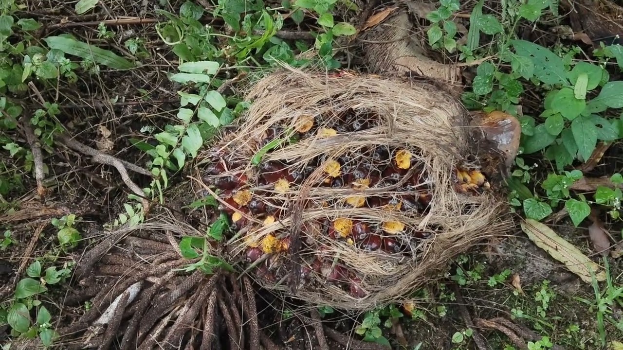 Panen sawit unggul jumbo varietas unggul verdant select dan hasil panen satu ton lebih 