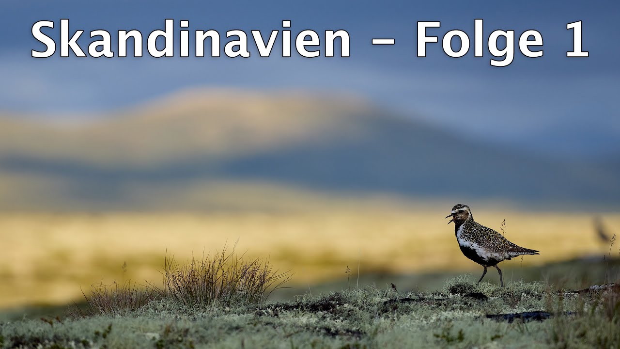 Im Reich der Moschusochsen und Goldregenpfeifer - Dovrefjell, Norwegen