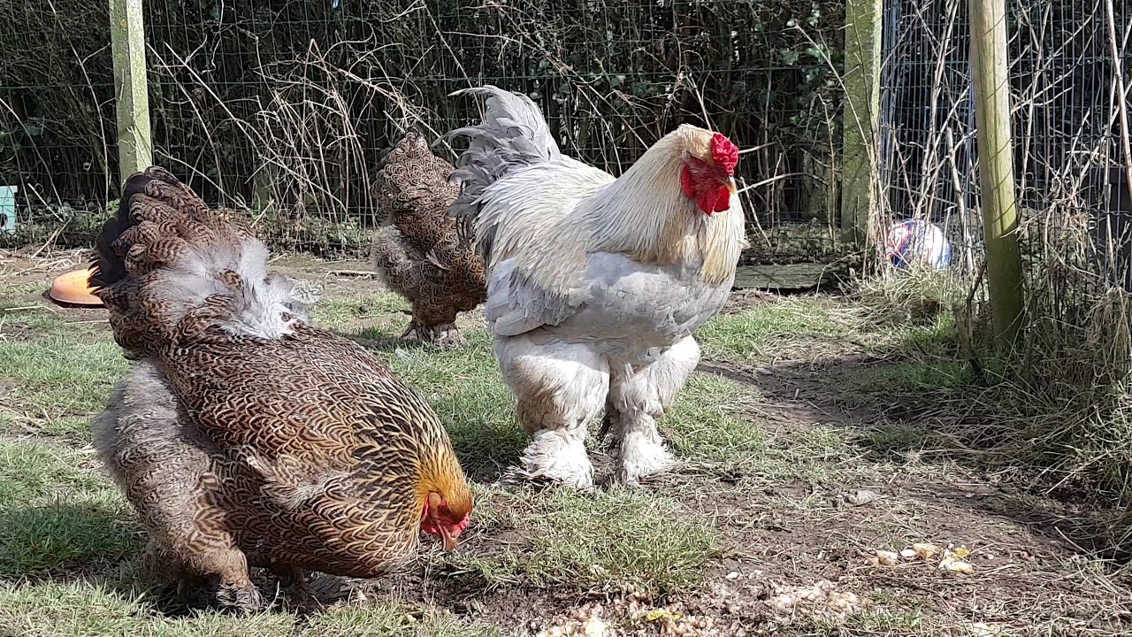 Parc brahma perdrix doré maillé gris perle et porteur