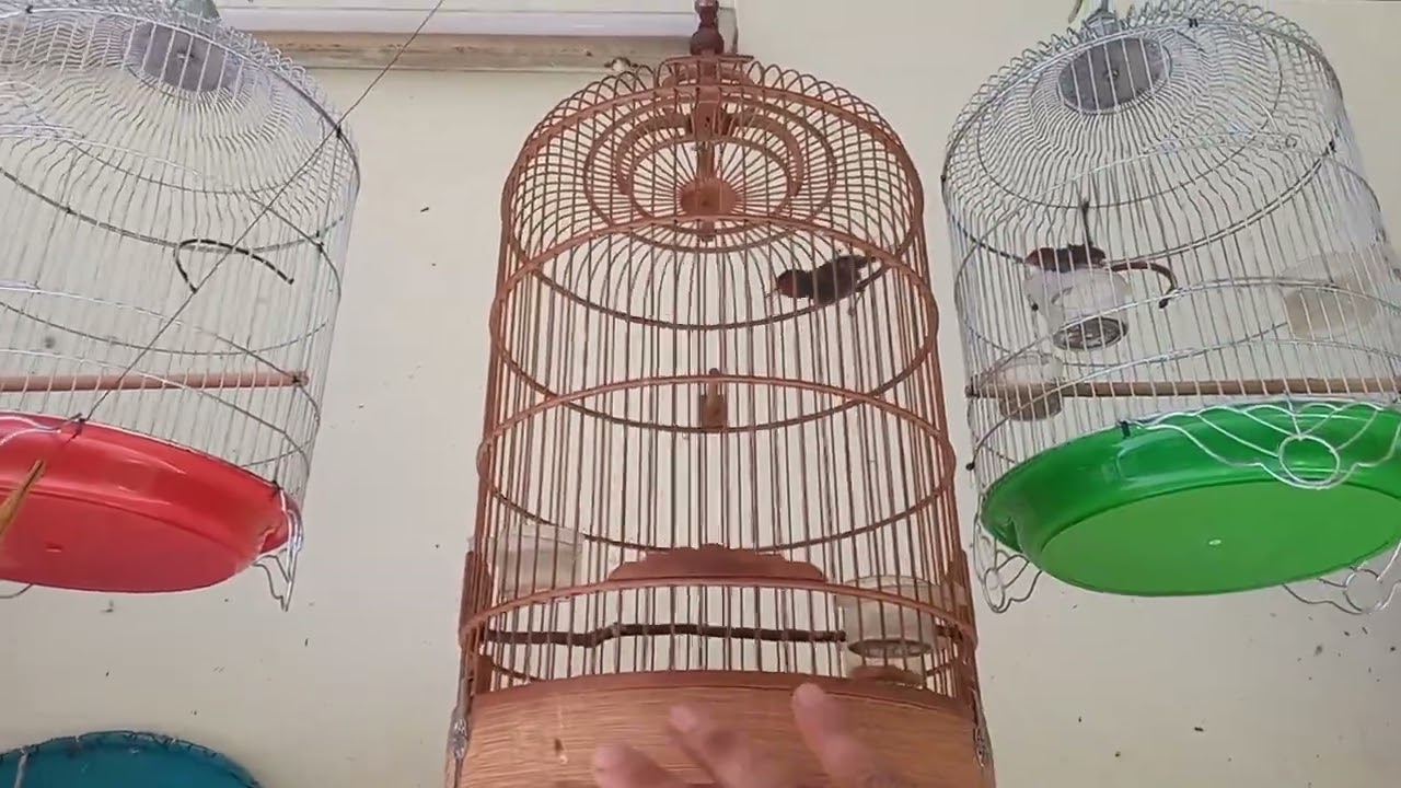 Chim sâu đầu đỏ mái 95/100 đều sợ chim trống, trừ khi chim ae sắp lên mồi.
