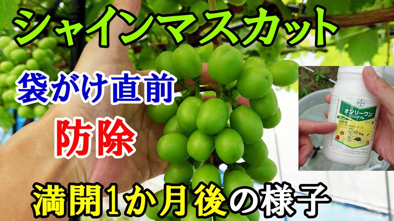 シャインマスカット袋がけ直前の防除 ＆ 満開約１か月後の房たちの様子
