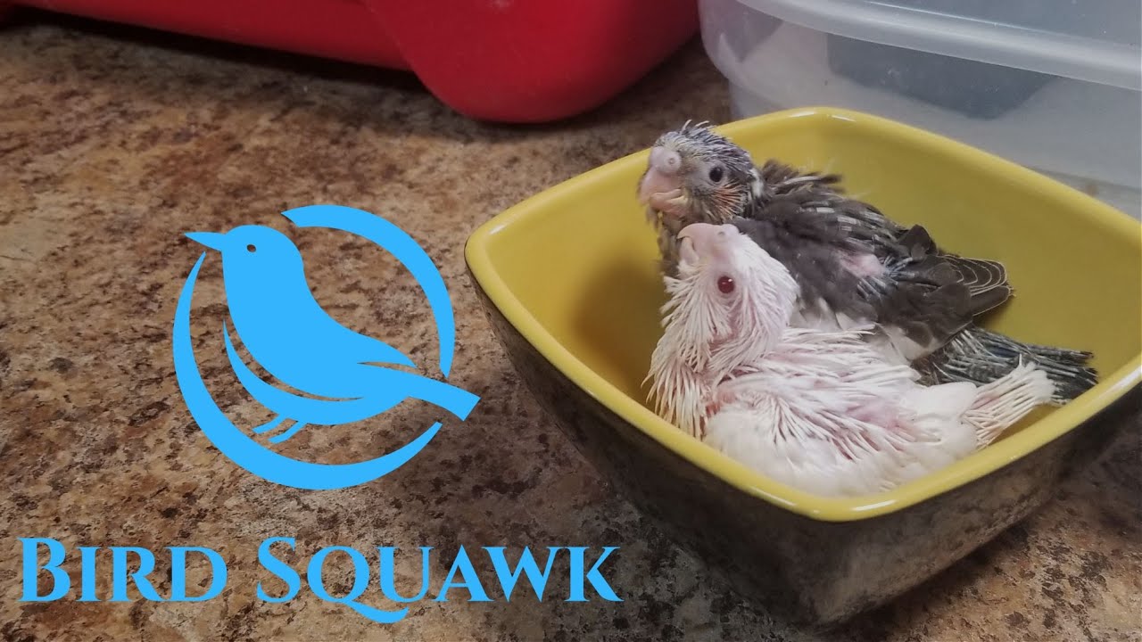 Hand Feeding Baby Cockatiels (Update #2) SURPRISE at the end!!!