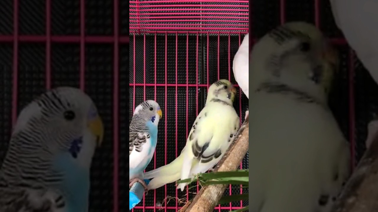 #pets #youtubeshorts #explore #birds #dogshorts