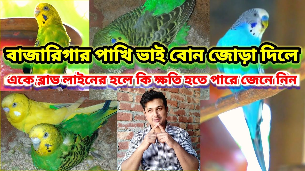 বাজরিগার পাখি ভাই বোন জোড়া দিলে কি ক্ষতি হয় || Budgies birds blood line problem || Birds of village