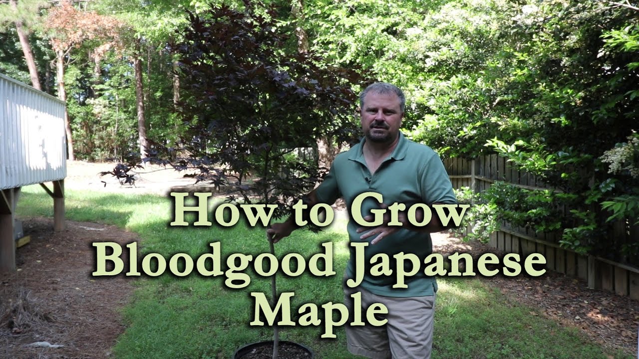 How to grow Bloodgood Japanese Maple with a detailed description