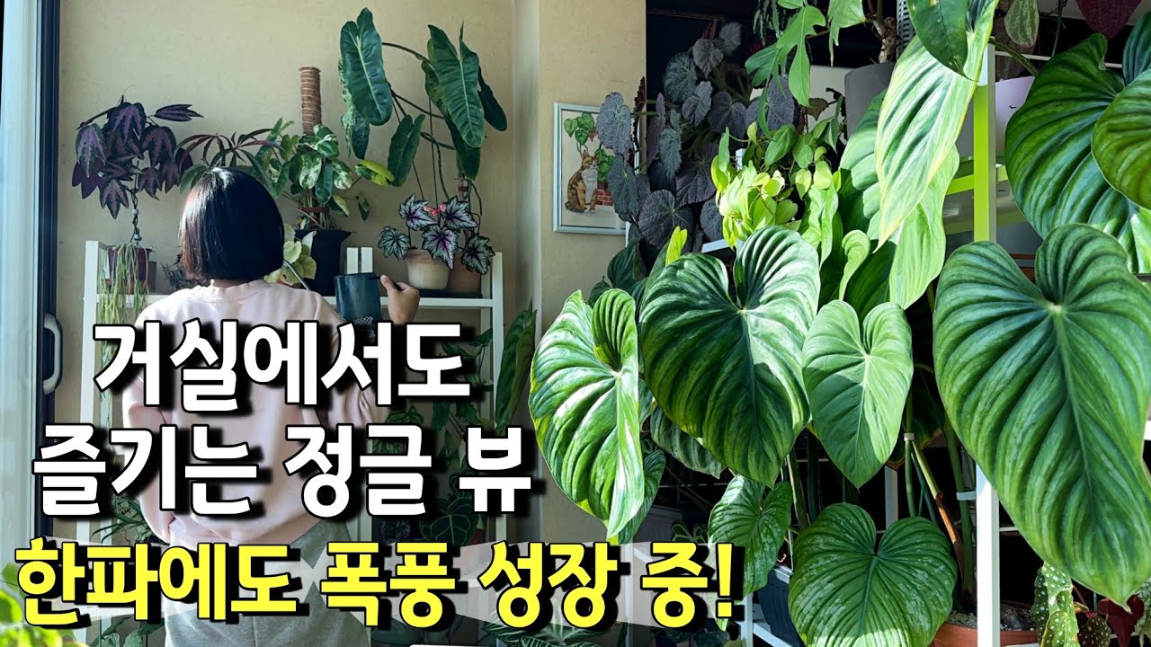 실내에서 빛나는 겨울에 더 예뻐 보이는 실내식물 추천 / 흙 배합만 바꿨을 뿐인데 베고니아 폭풍성장 / 한파에도 새잎 팡팡! 필로덴드론 샤로니에 / 안스똥손의 비타리폴리움 키우기