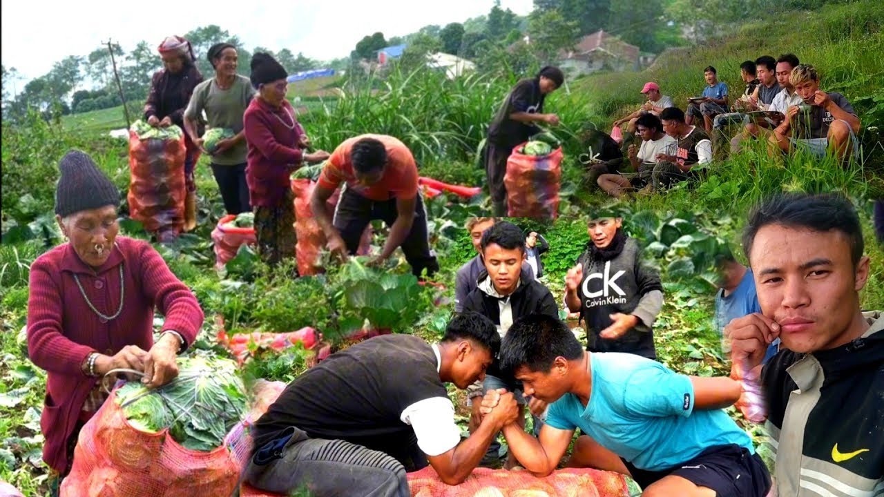 Beautiful Farming Life Of Himalaya Village Nepal | People cabbage Harvesting  | Mountain Village