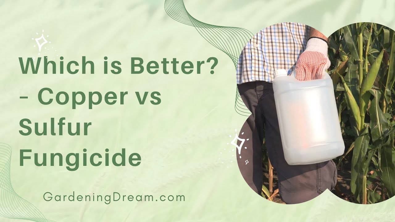 Which is Better – Copper vs Sulfur Fungicide
