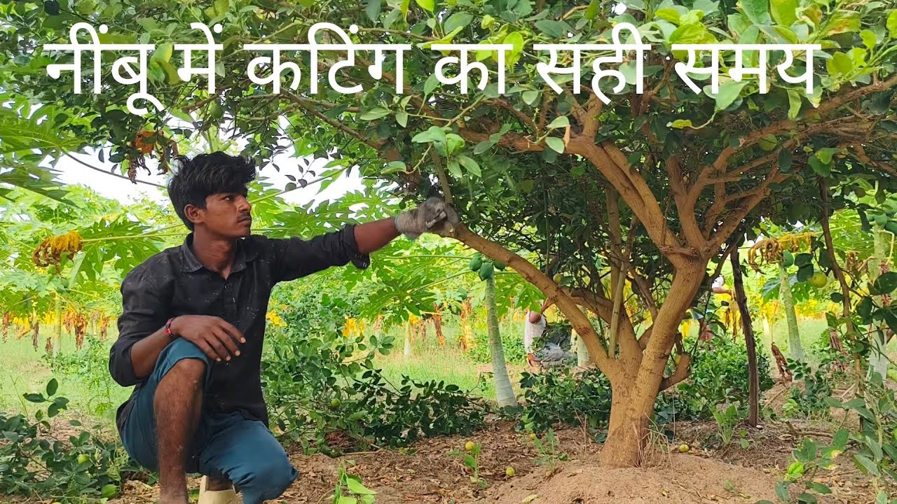 नींबू में कटिंग करने के सही समय एवं तरीके की सम्पूर्ण जानकारी🌱🌱🌱