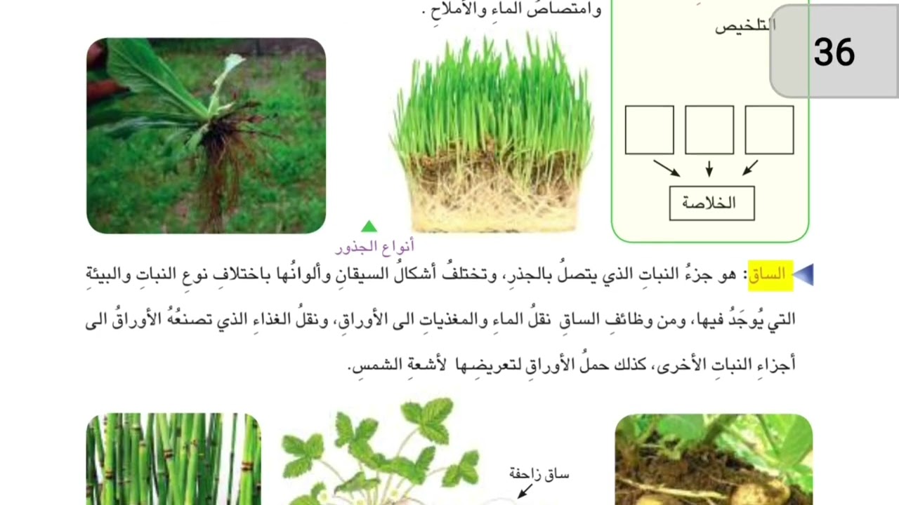 علوم الصف الرابع ابتدائي صفحه 34 النباتات المركبة صفحة 36 ما النباتات المركبة 