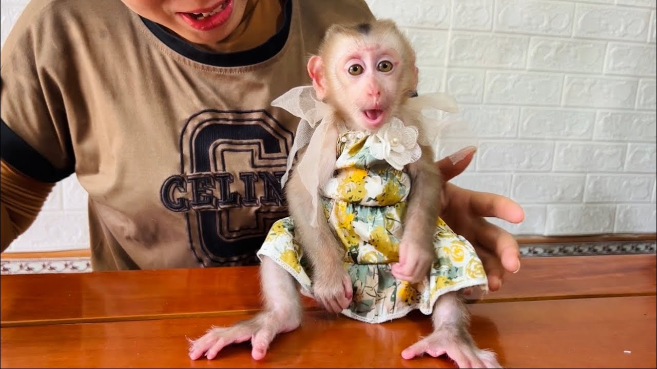 baby monkey Tina is angry with her mother for not wearing a new dress