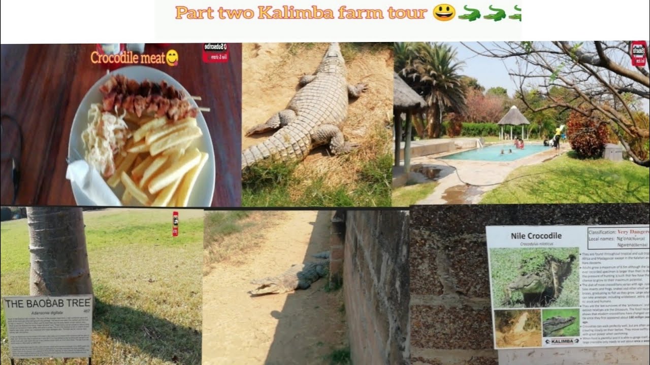 part two Kalimba farm tour😃, huge crocodiles +baobab trees, swimming pool +fishing ponds💥💥🇿🇲