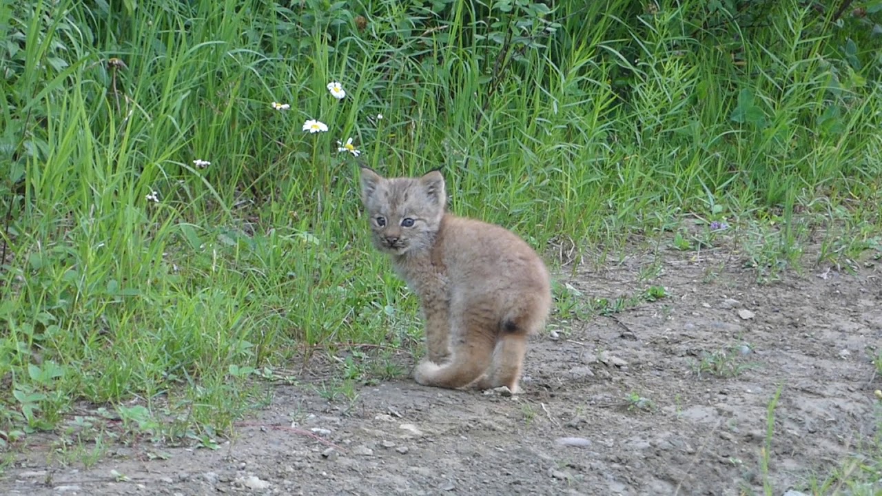 baby lynx canada 2