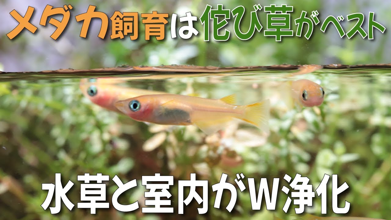 【完全飼育マニュアル】メダカ水槽に佗び草を入れるメリット解説〜アクアリウムin地球#48
