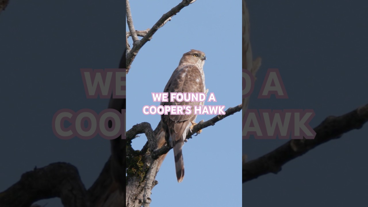 We Found A Cooper&rsquo;s Hawk! #birding #hawk #outdoors #nature #wildlife