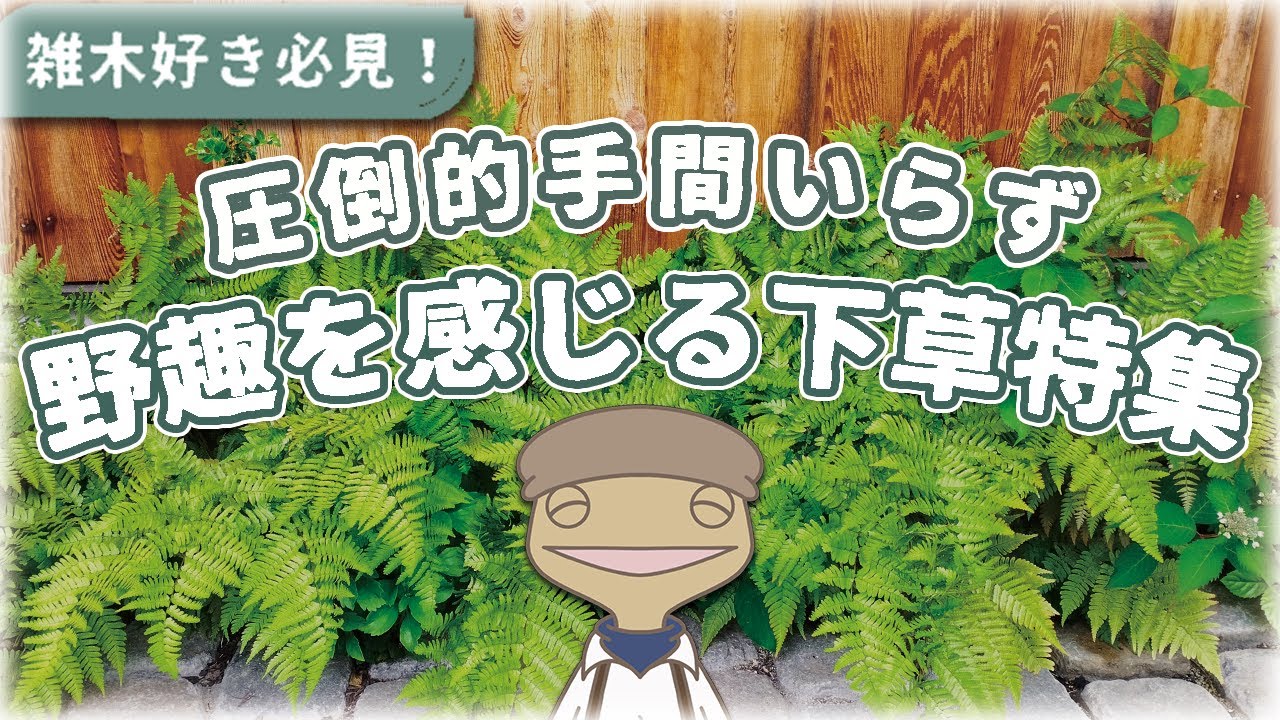 【雑木の足元】初心者でも簡単！管理の楽な下草12種