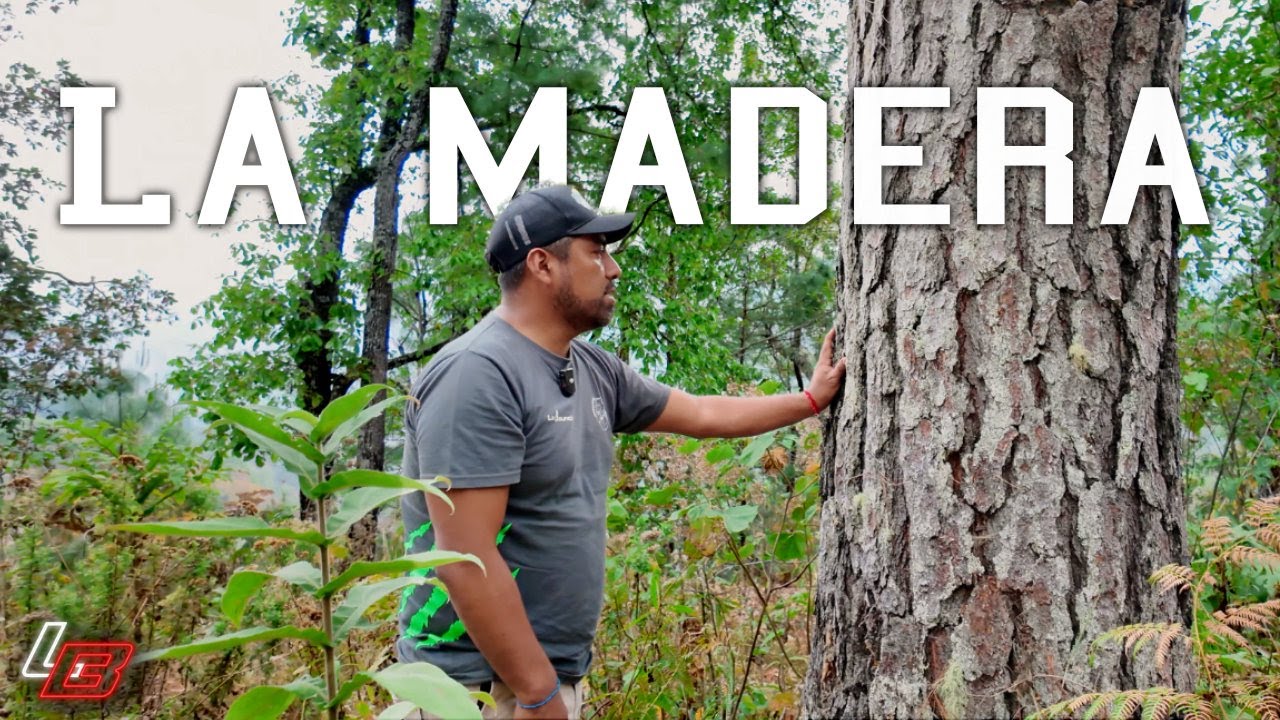🪵¿De dónde viene REALMENTE la madera? 🌳 | La madera: Más allá de los árboles (Documental)