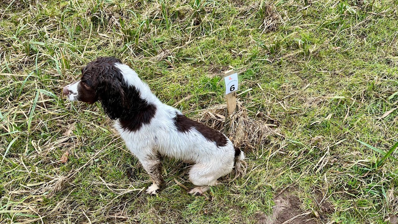 Bellchester Driven Pheasants (24 January 2026) WET AND WINDY BORDERS PHEASANTS