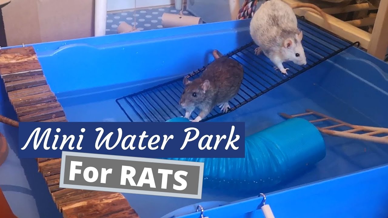 Pet Rats Playing in Water