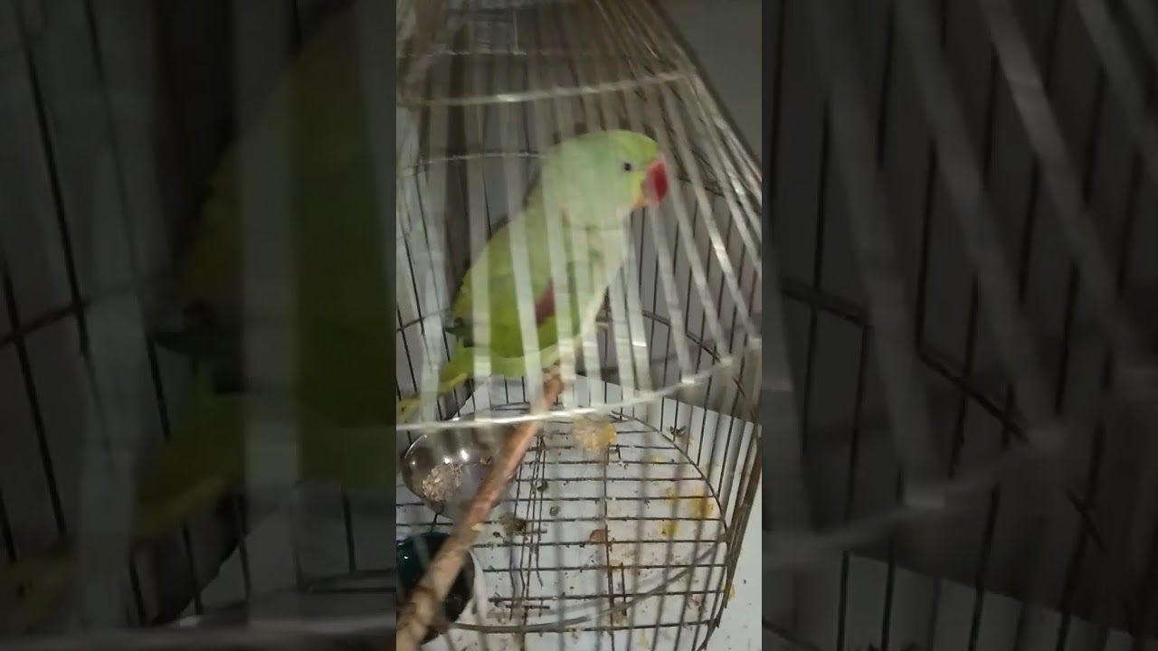 Alxgender parrat talking organl voice❤👍👍👍👍👍🐦🐦🐦🐦🐦🐦
