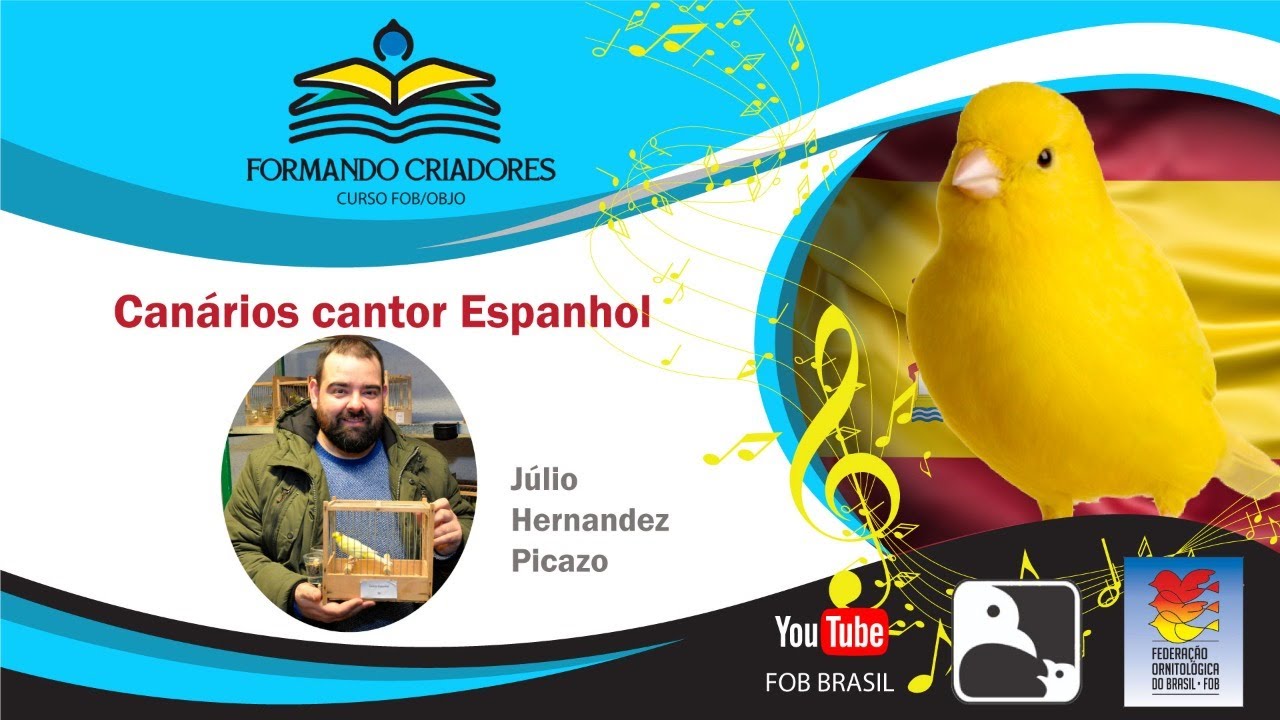 Cantor Espanhol - nova raça de canário de canto no Brasil