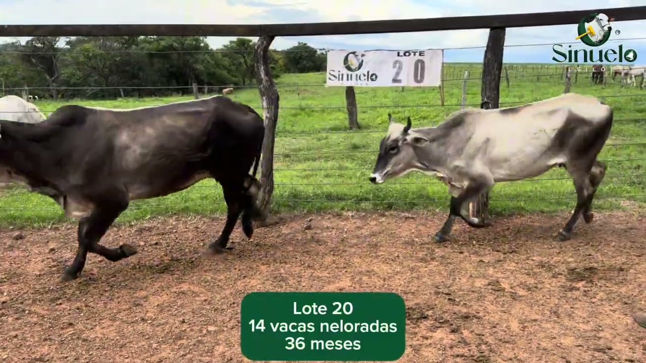 Lote 20
