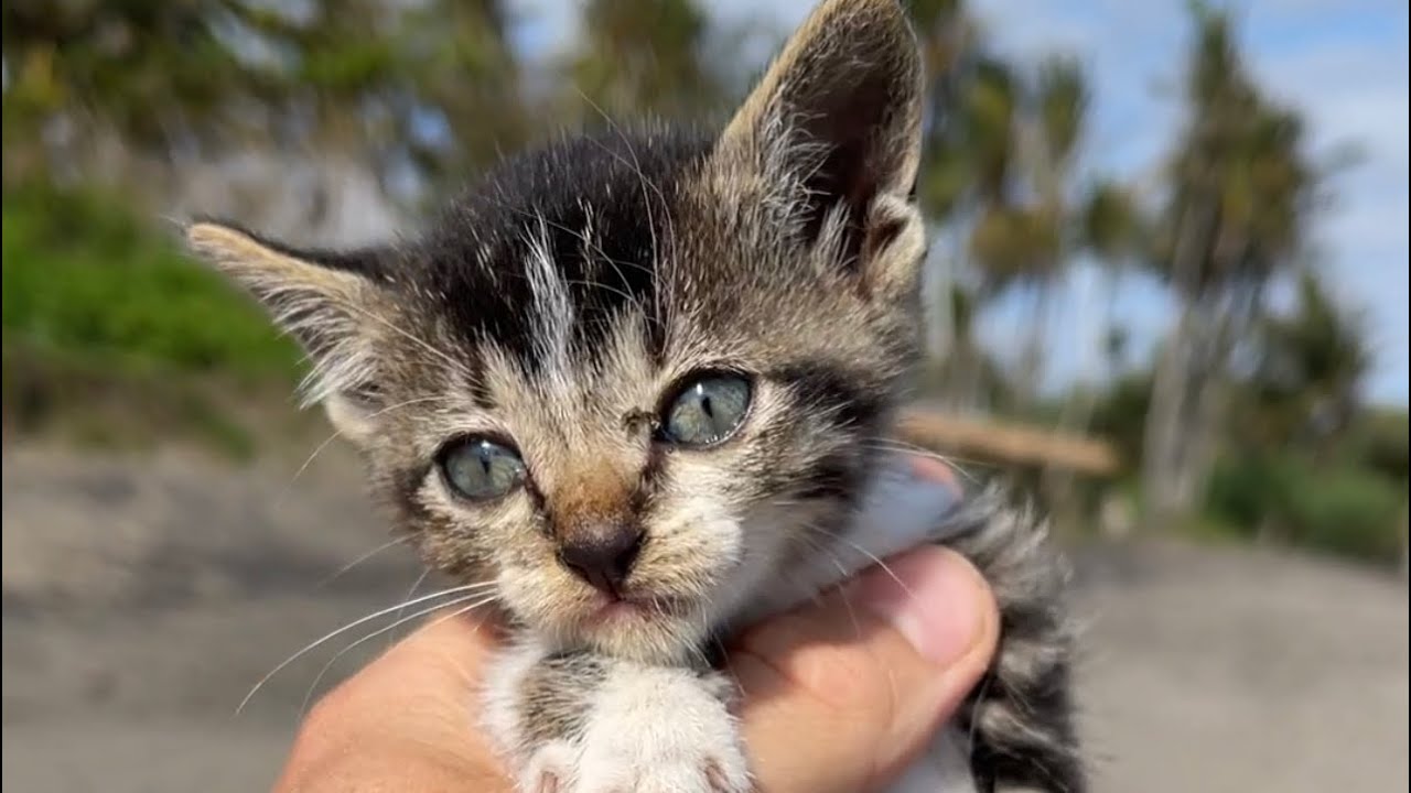 I was at the beach and found a LOST kitten 🐱💔
