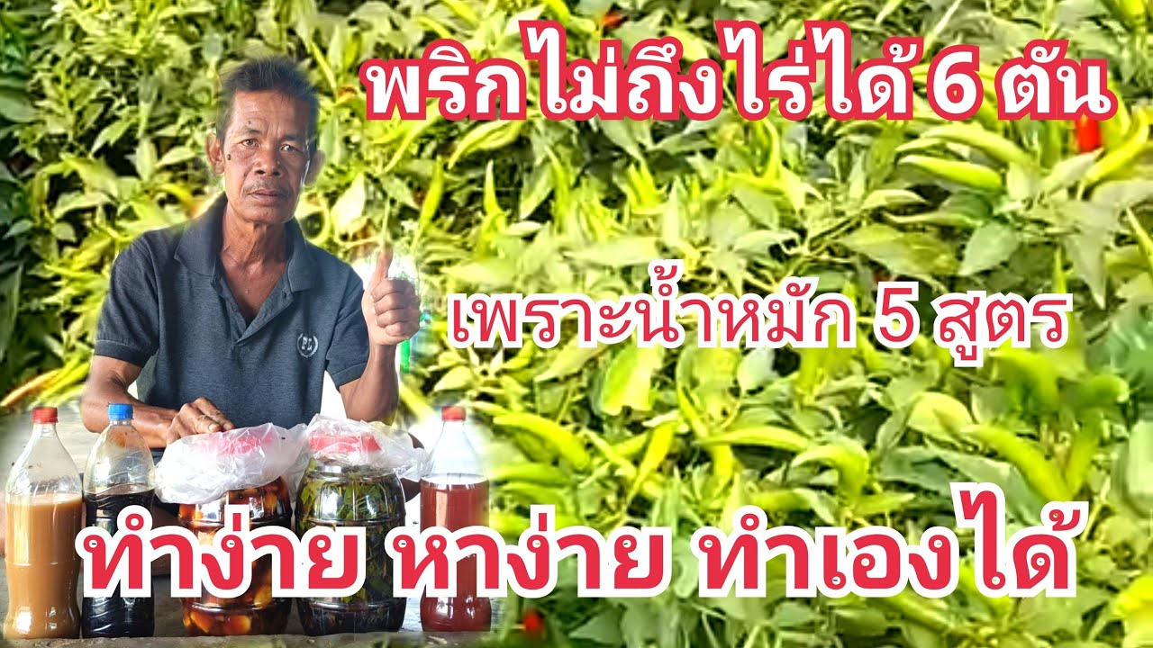ปลูกพริกไม่ถึงไร่ได้ผลผลิตพริก 6 ตัน ด้วยน้ำหมัก 5 สูตร หาง่ายทำง่ายทำเองได้สอนแบบละเอียดทั้ง 5 สูตร