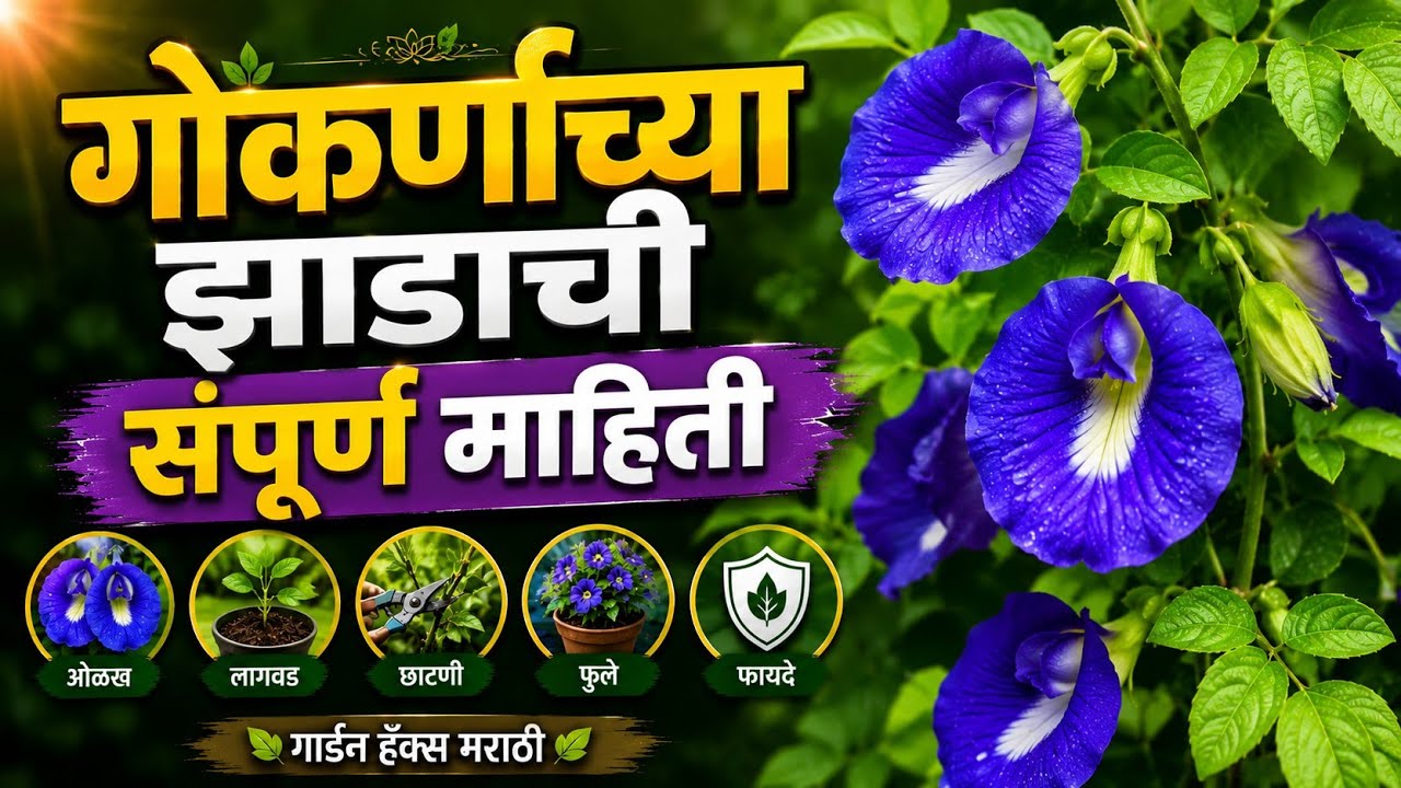 गोकर्णाचे झाड घरात लावण्यापूर्वी हे नक्की जाणून घ्या|संपूर्ण माहिती#gokarna#gardening#marathi#plants