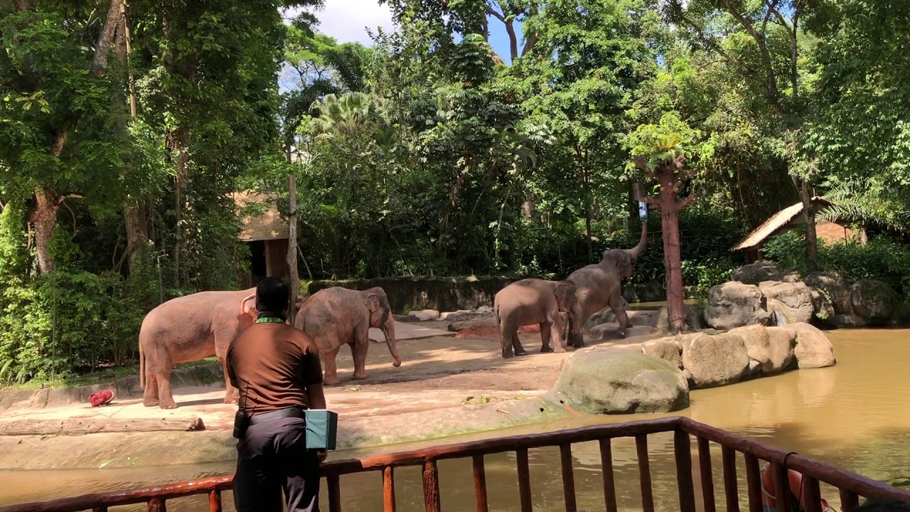 The new Elephant Show | Singapore Zoo