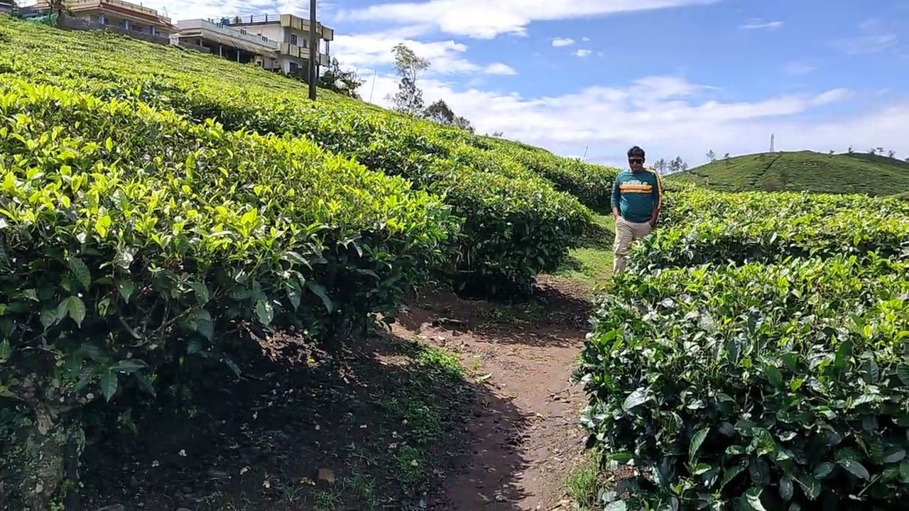 Munnar tea estates #munnar #kerala