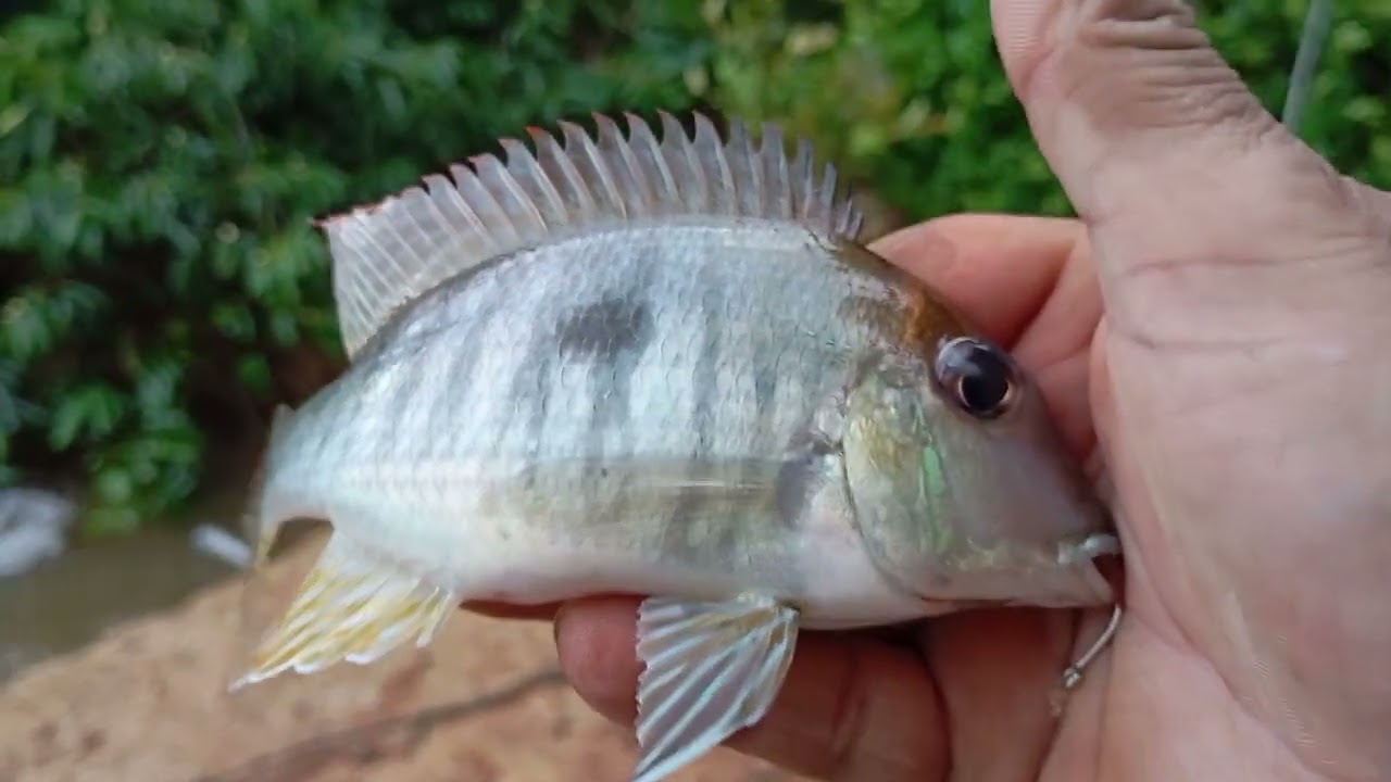 Pescaria top muito banzeiro hoje dificultou um pouco a pescaria 🎣.