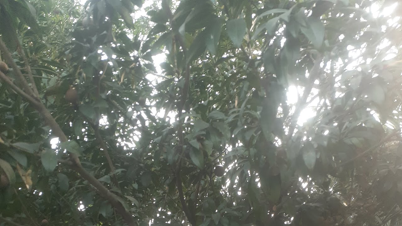 Bm Rasel এখন লাইভ!