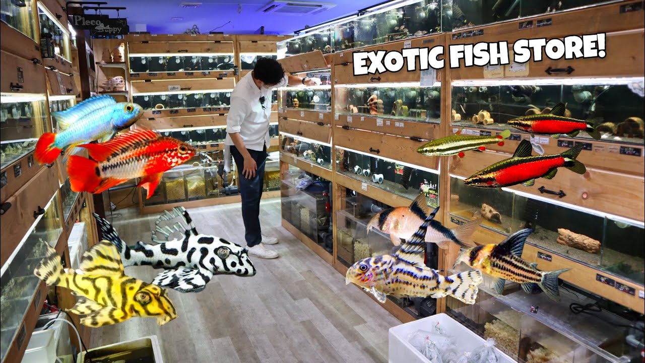 The RAREST PLECOS, CORYDORA & APISTOGRAMMA! Aquarium Tallman