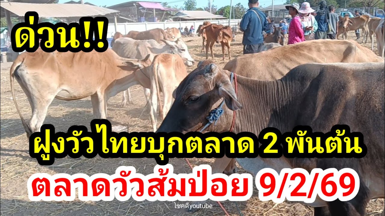 ด่วน!! ตลาดวัวส้มป่อย จ.9/2/69 ฝุ่นตลบ!? วัวน้อยรอยขุน รอยลาบ นัดนี้ขายดี หลังเลือกตั้ง‼️