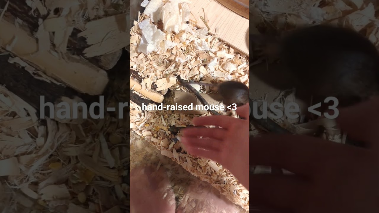Pet store mice compared to hand-raised mice... #smallanimal #petmice #cute