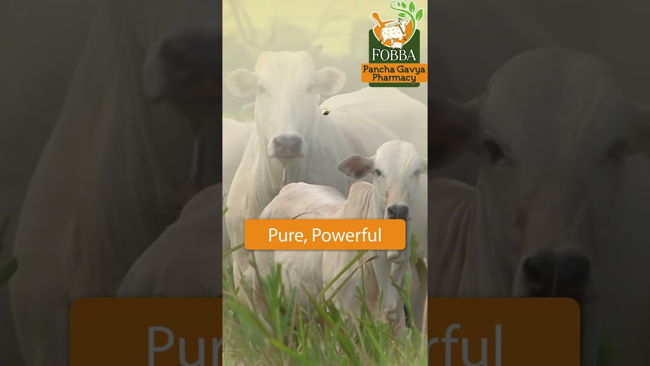 Discover Natural Healing with Fobba Pancha Gavya