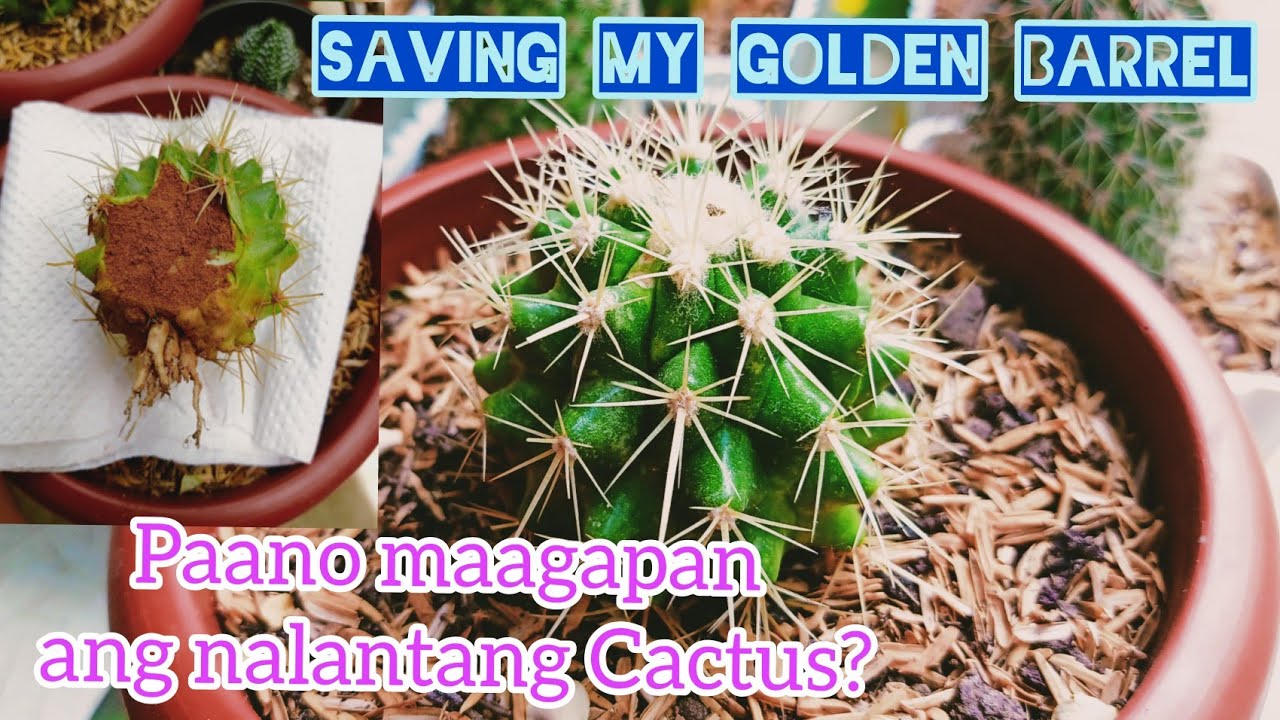 Trying to save a cactus from rotting/dying? | Saving my Golden Barrel