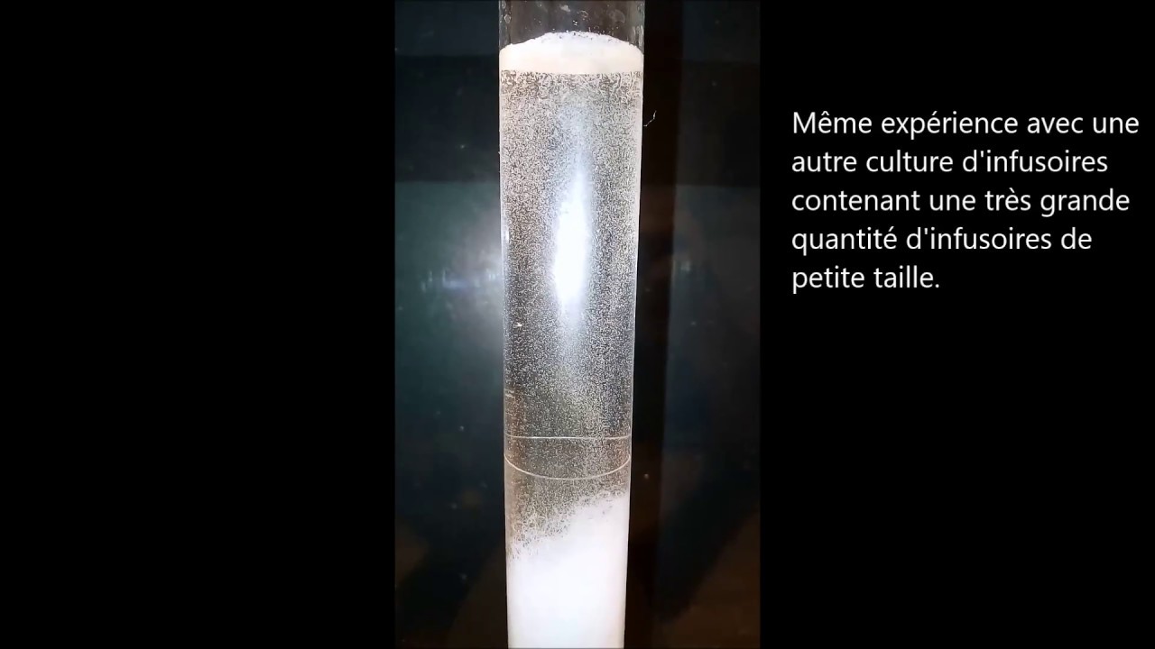 Comment prélever facilement des infusoires à partir d'une culture pour nourrir des alevins