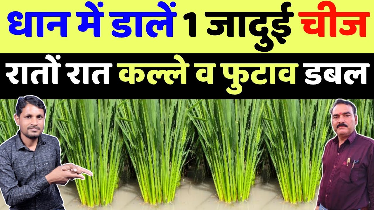 धान मे कल्ले, ग्रोथ बढ़ाने का फार्मूला | dhan me kalle kaise badhaye | dhan me kalle badhane ki dawa