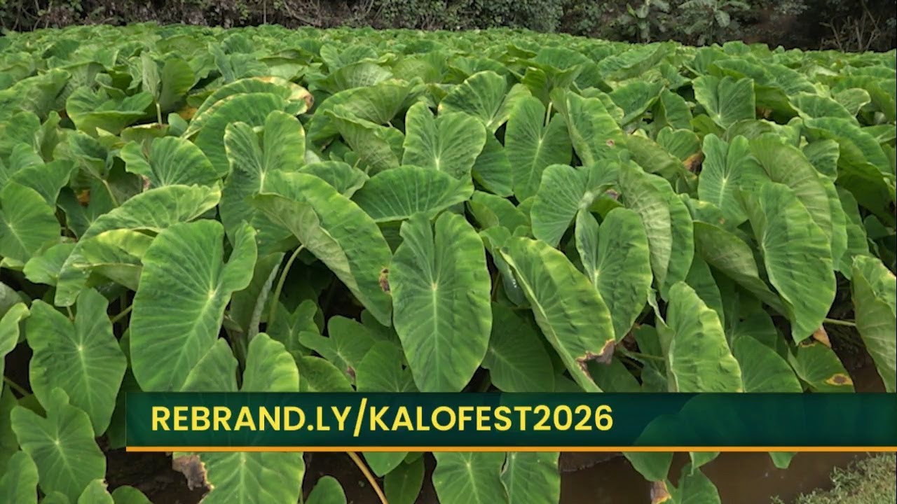 The Ultimate Kalo Celebration Is Coming!