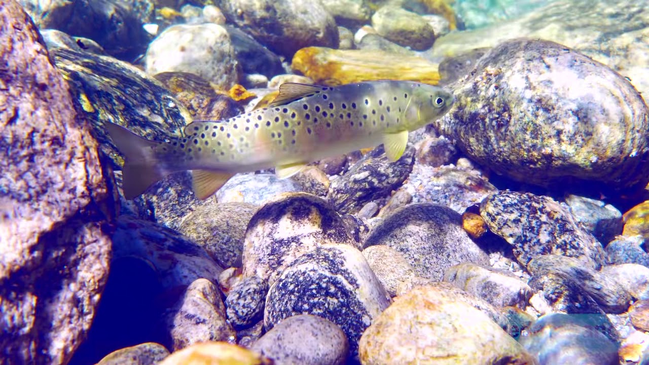 揭开秦岭细鳞鲑的神秘面纱：秦岭细鳞鲑水下微纪录片（Underwater  Ecology Of Qinling Lenok）