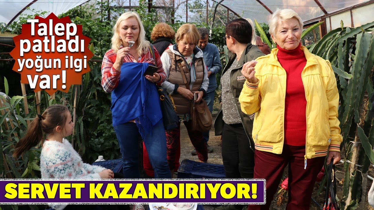 Pitaya Bahçesi Servet Kazandırıyor