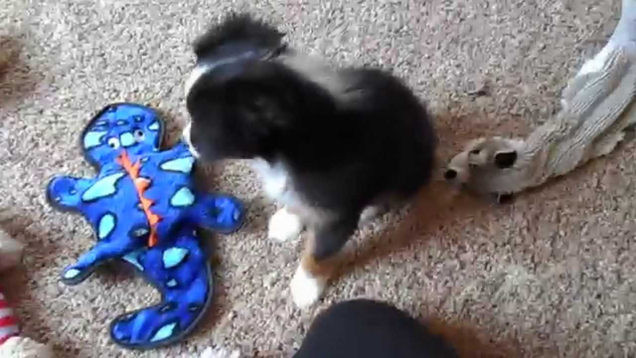 Good toys for mini and toy aussie puppies!
