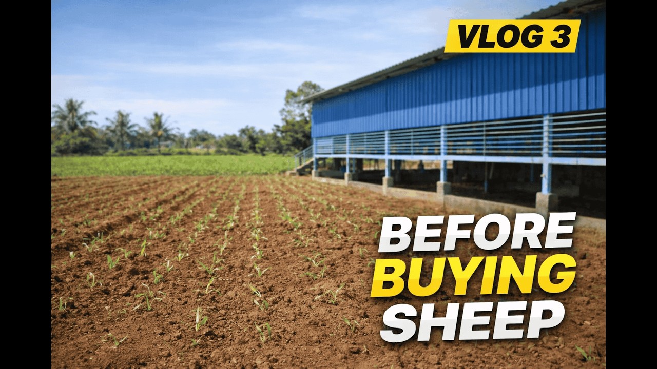 My Sheep Farm Is Ready! Full Setup Before Buying Sheep 🐑