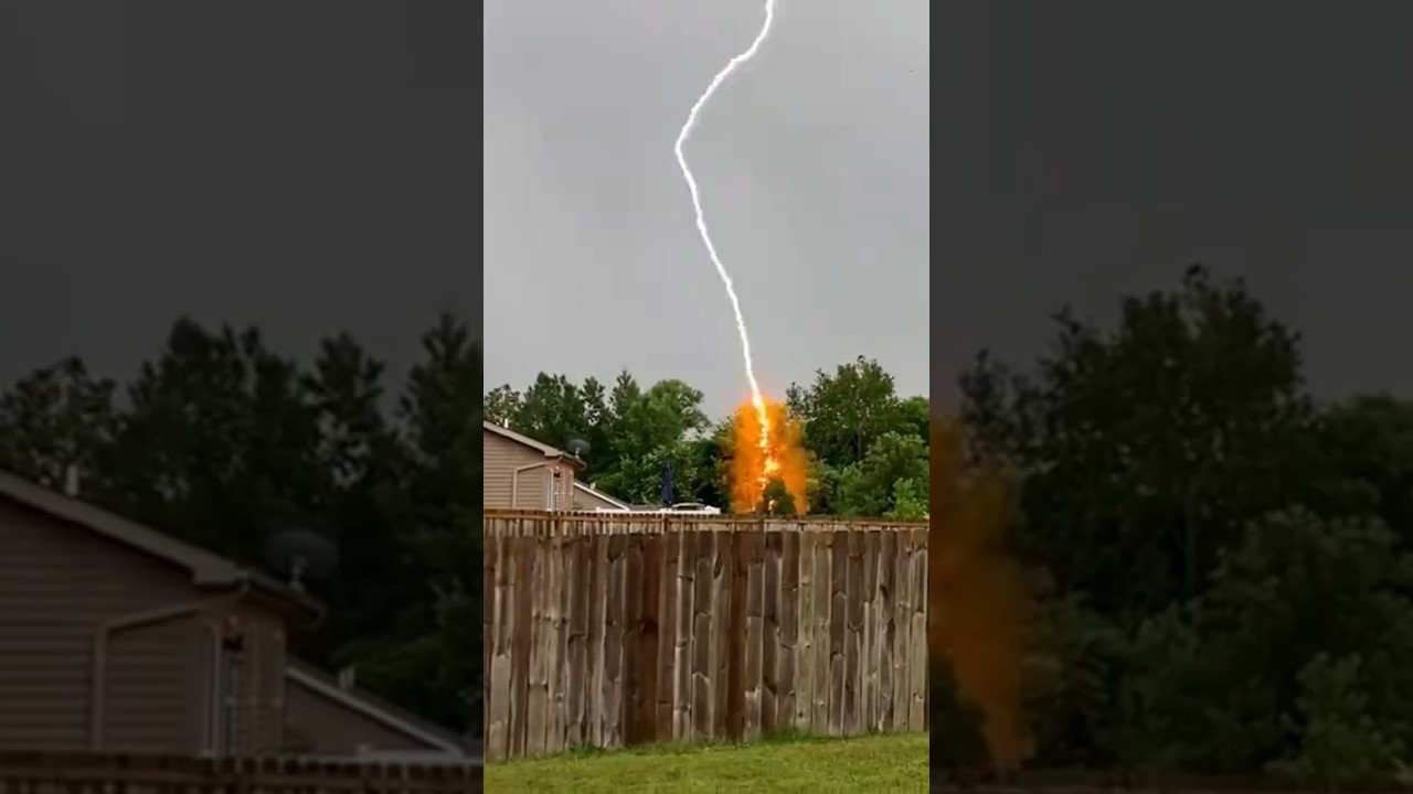 Lightning strikes a tree