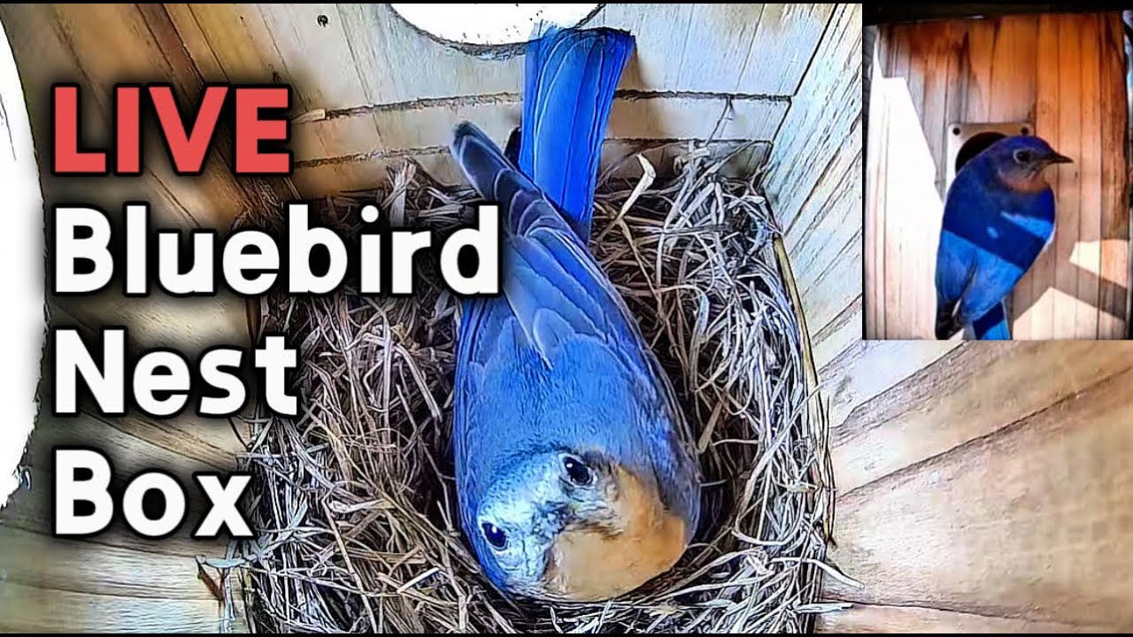 🔴 Прямая трансляция с веб-камеры, показывающей гнездо восточной синей птицы — 3 сезон