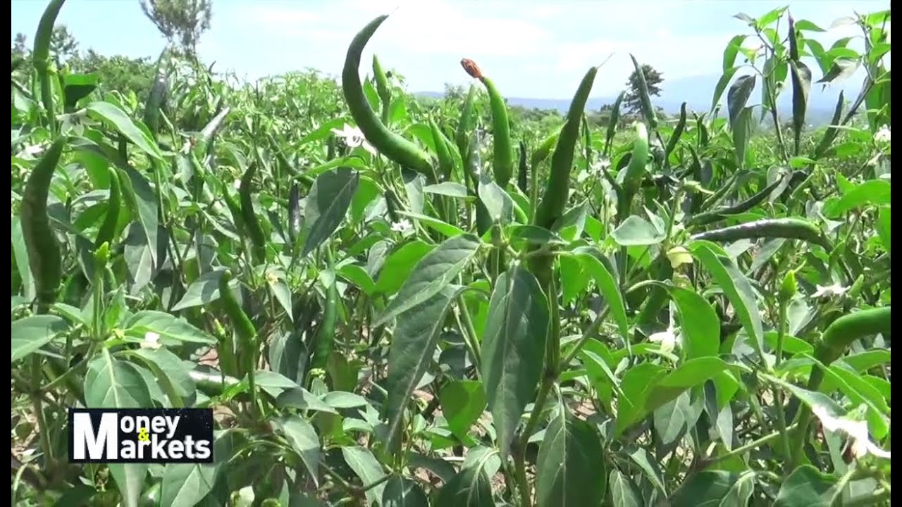 Entrepreneur Reaping Spicy Returns From Chilli Farming