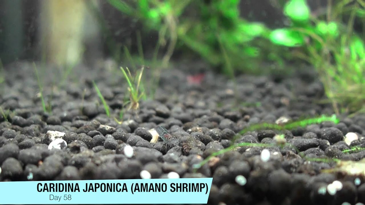 Breeding Amano Shrimp Day 58 (Final Update)